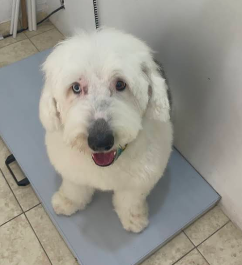 Perrito blanco en consulta