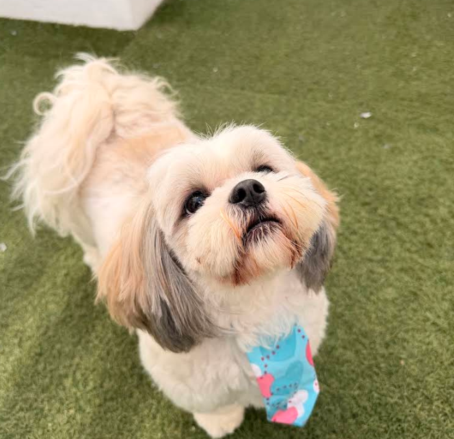 Perrito feliz en Kamir Vet