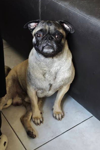 Pug atendido en Kamir Vet